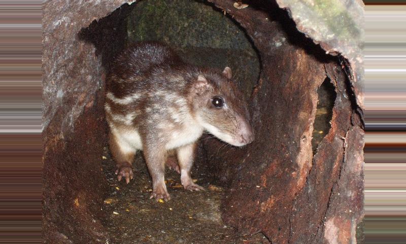 The Paca - Mammal, Rodentia, Costa Rica