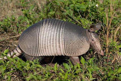 El Armadillo, Cusuco 