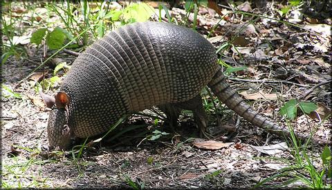 El Armadillo, Cusuco 