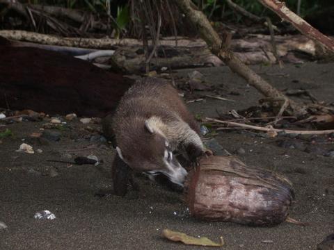 Coati