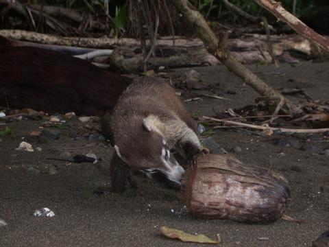 Coati 