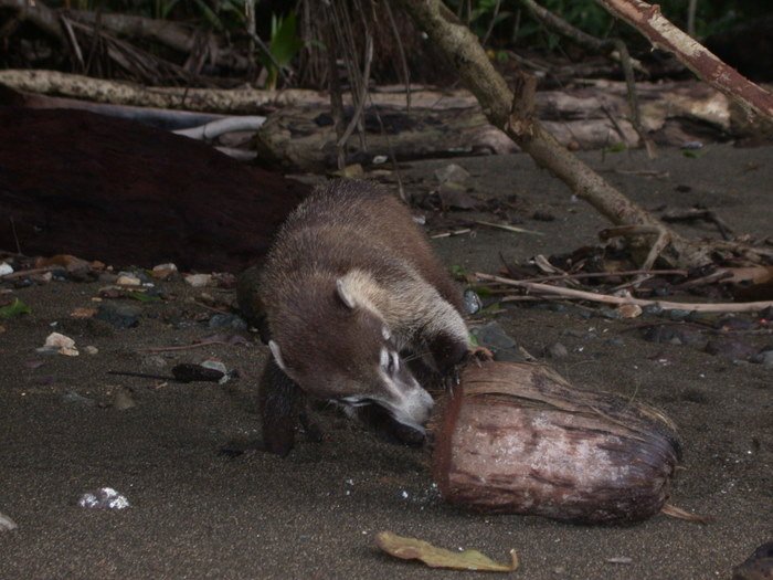 Coati, photo 2