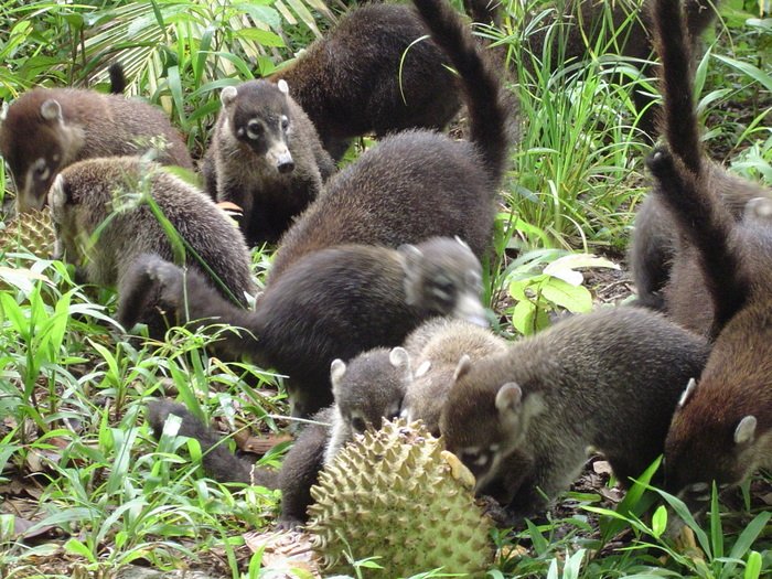 Coati, photo 3