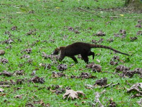 Coati