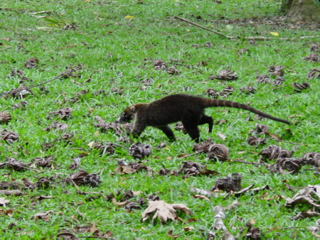 Coati