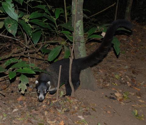 Coati 