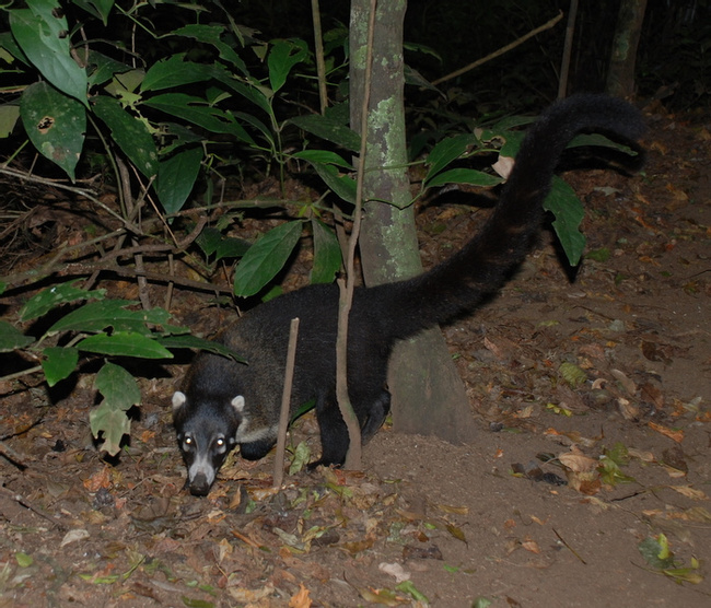 Pizote Photo