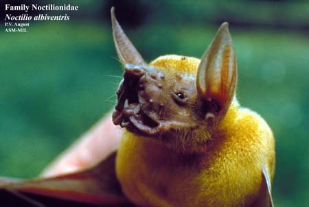 Fishing Bulldog Bat, photo 1