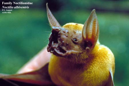 Fishing Bulldog Bat