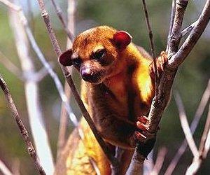 Kinkajou 