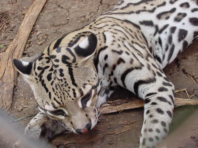 Ocelot, photo 2