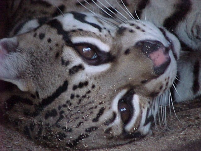 Ocelot, photo 3