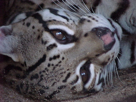 Ocelot
