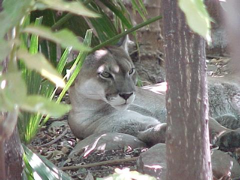 Puma (León) 