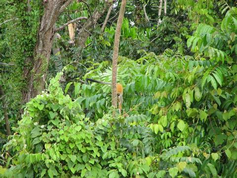 Squirrel Monkey