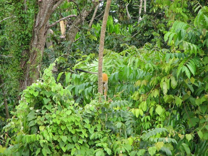 Squirrel Monkey, photo 2