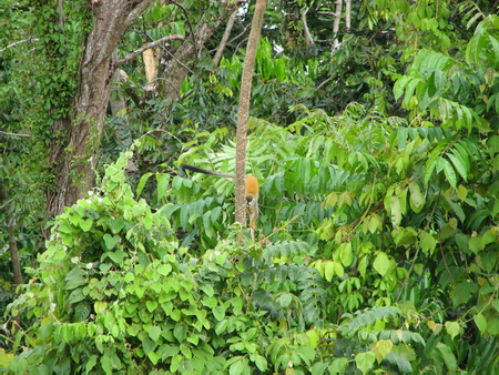 Squirrel Monkey