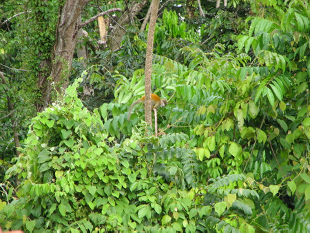 Squirrel Monkey