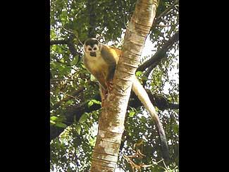 Squirrel Monkey