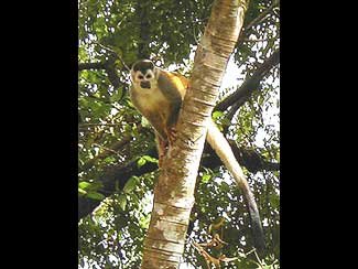 Squirrel Monkey, photo 4