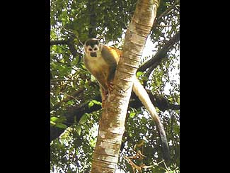 Squirrel Monkey