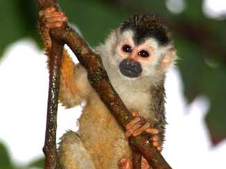 Squirrel Monkey 