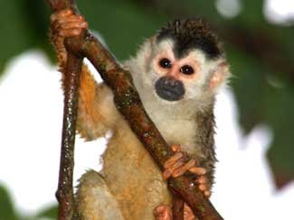 Squirrel Monkey, photo 1