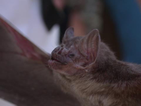 Vampire Bat