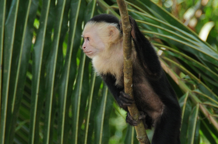 White Faced Monkey