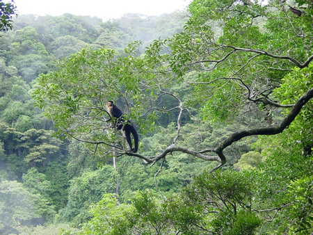 White Faced Monkey