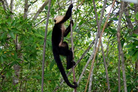 Rainforest Monkeys of Ecuador - Capuchins, Howlers and Spider Monkeys