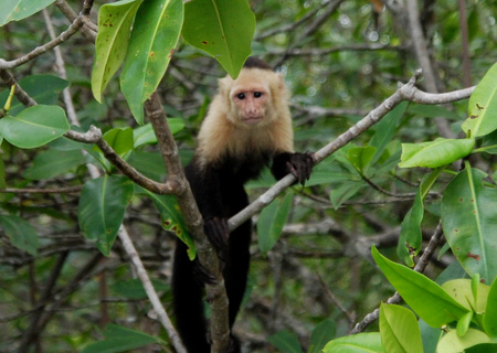 White Faced Monkey