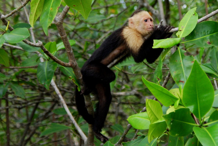White Faced Monkey