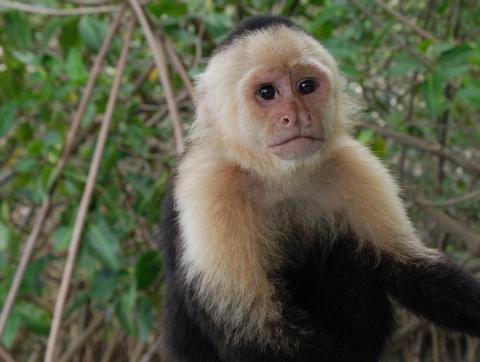 White-Faced or Capuchin Monkey