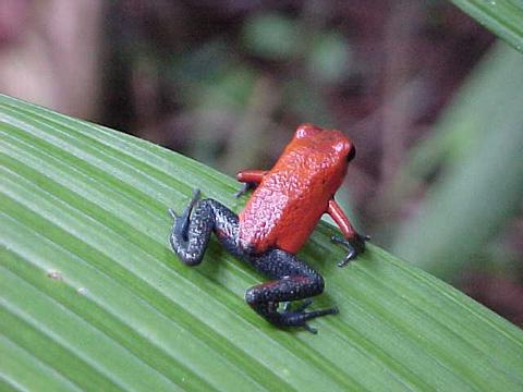 Blue-jeans Frog 