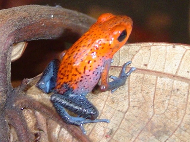 Blue-jeans Frog, photo 4