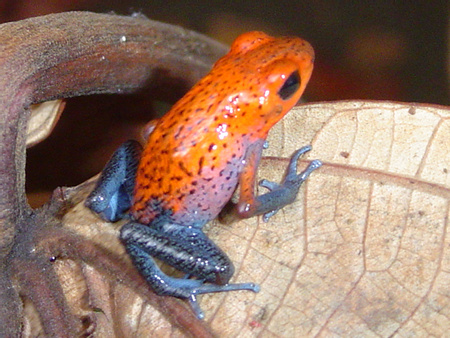 Blue Jeans Frog