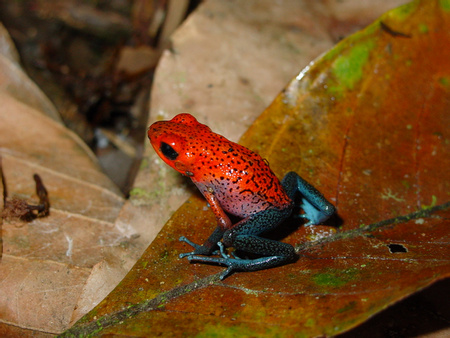 Blue-jeans Frog