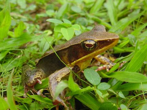 Brilliant Forest Frog 