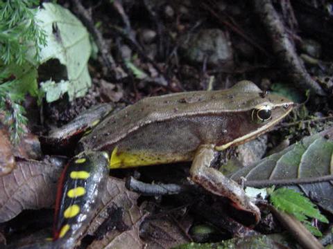 Brilliant Forest Frog 