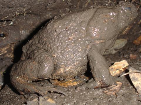 Giant Toad or Cane Toad 