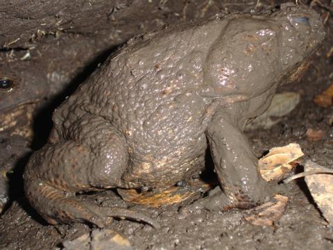 Giant Toad or Cane Toad
