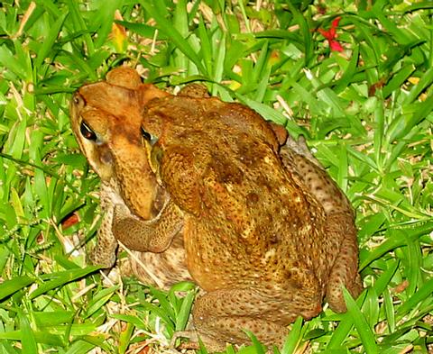Giant Toad or Cane Toad 