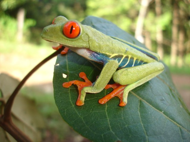 Red-Eyed Leaf (Tree) Frog, photo 3