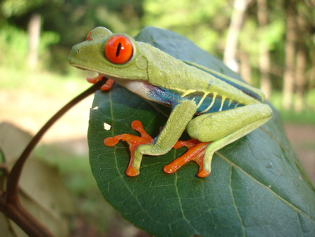 Red Eyed Tree Frog