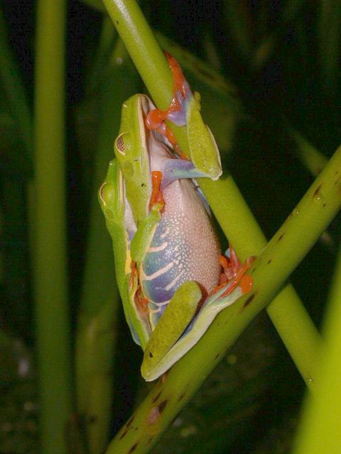 Autonom effektivt Integral Red-Eyed Leaf (Tree) Frog