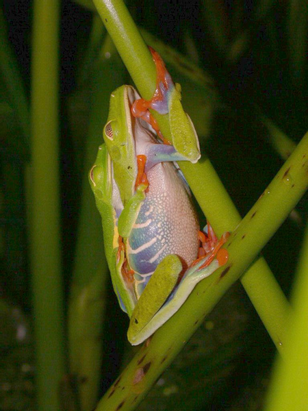 Red Eyed Tree Frog