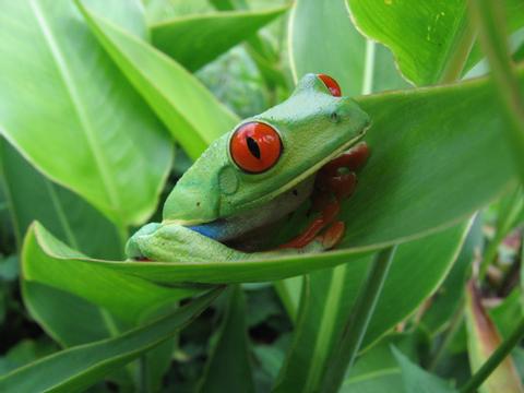 Red-Eyed Leaf (Tree) Frog
