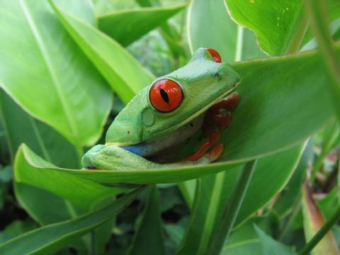 red eyed tree frog habitat