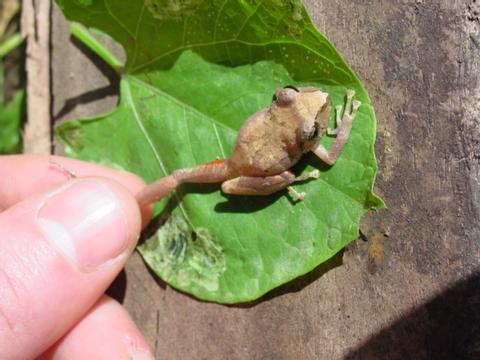 The Common Tink Frog